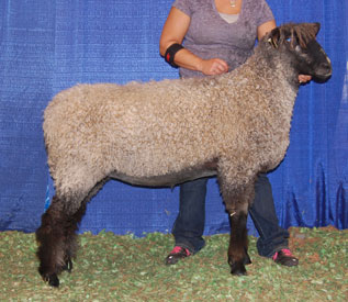 Wyncrest Farms Crumpet