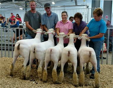 Champion SD Flock Nebraska