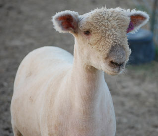 Wyncrest Farms Reid