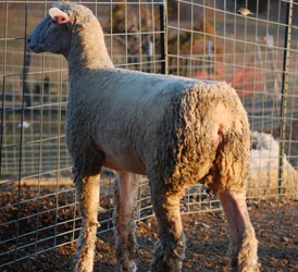 Wyncrest Farms Illinois Sale Entry