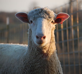Wyncrest Farms Illinois Sale Entry