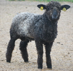 Wyncrest Farms Wooster Sale Entry