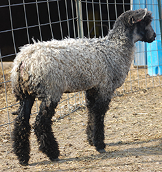 Wyncrest Farms