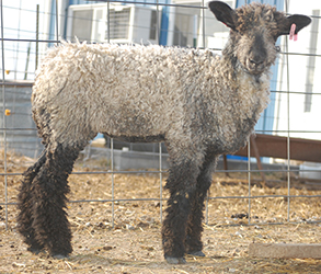 Wyncrest Farms