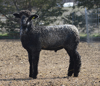 Wyncrest Farms For Sale
