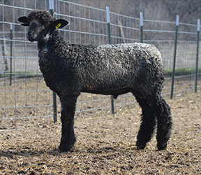 Wyncrest Farms For Sale