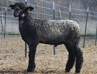 Wyncrest Farms For Sale