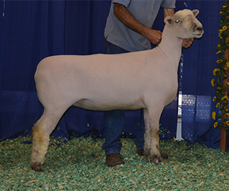 Ewes