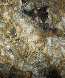 Fleeces