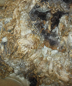 Fleeces