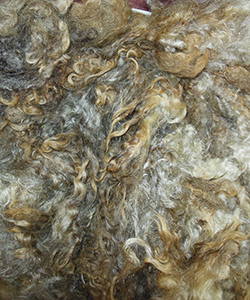 Fleeces