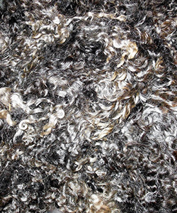 1637 Fleece