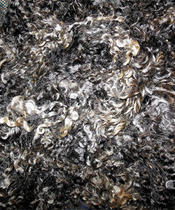 1637 Fleece