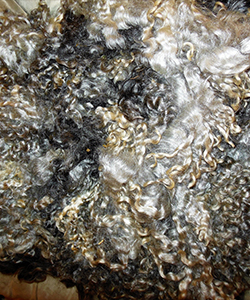 Fleeces - 1638