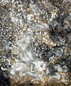 Fleeces - 1638