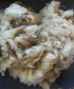 2178 Fleece