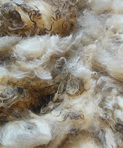 2178 Fleece