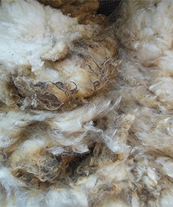2178 Fleece