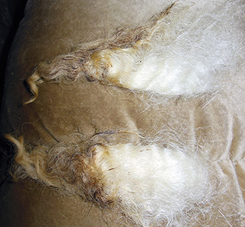 Fleeces
