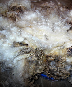 Fleeces