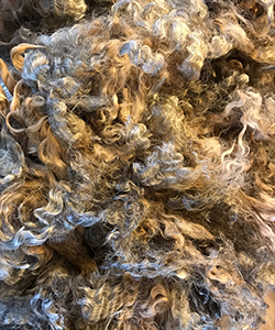 leeces - 12095