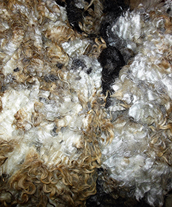 Fleeces
