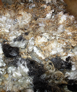 Fleeces