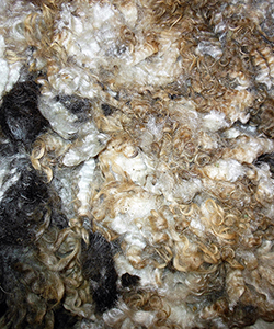 Fleeces