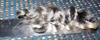 Fleeces - Victoria