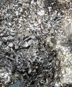 Fleeces - Victoria