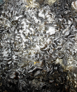 Fleeces - Victoria