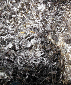 Fleeces - Victoria