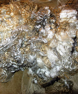 Fleece - 0459