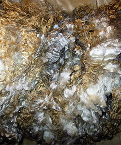 Fleece - 0459