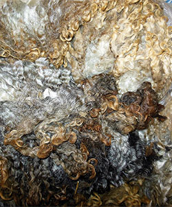 14-37  Fleece