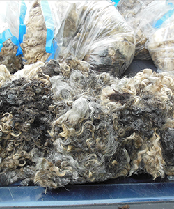 Fleece - 1439