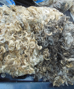 Fleece - 1439