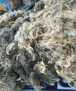 Fleece -1439