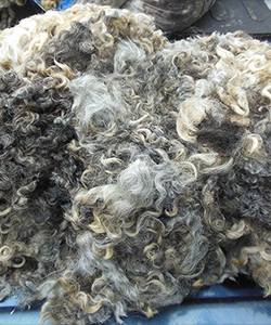 Fleece -1439