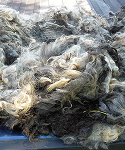 Fleece -Victoria
