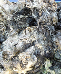 Fleece -Victoria