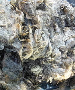 Fleece -Victoria
