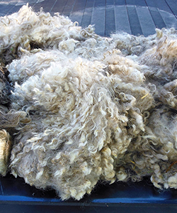 Fleece 1606