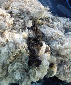 Fleece 1606