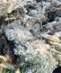 Fleece 1606