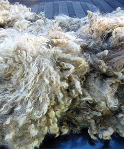 Fleece 1606