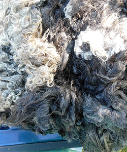 Fleece 1618