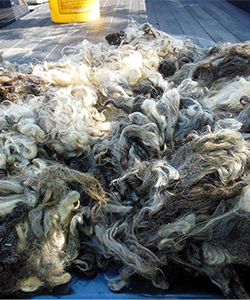 Fleece 1622