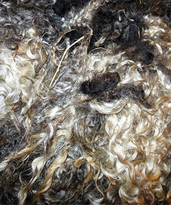 Fleeces