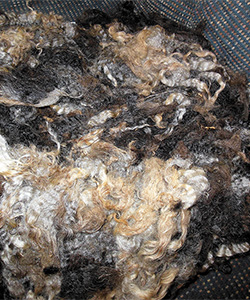 Fleeces